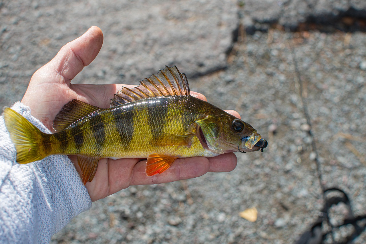 Lake Perch Fishing: Techniques, Tips, and Equipment